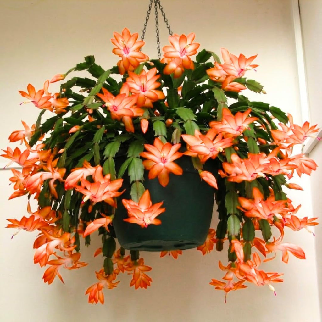 Thanksgiving Cactus Plants Live in 4" Pot, Holiday Christmas Cactus, Colorful Indoor Houseplant, Zygocactus Like, Ready to Bloom (Light Orange or Salmon)