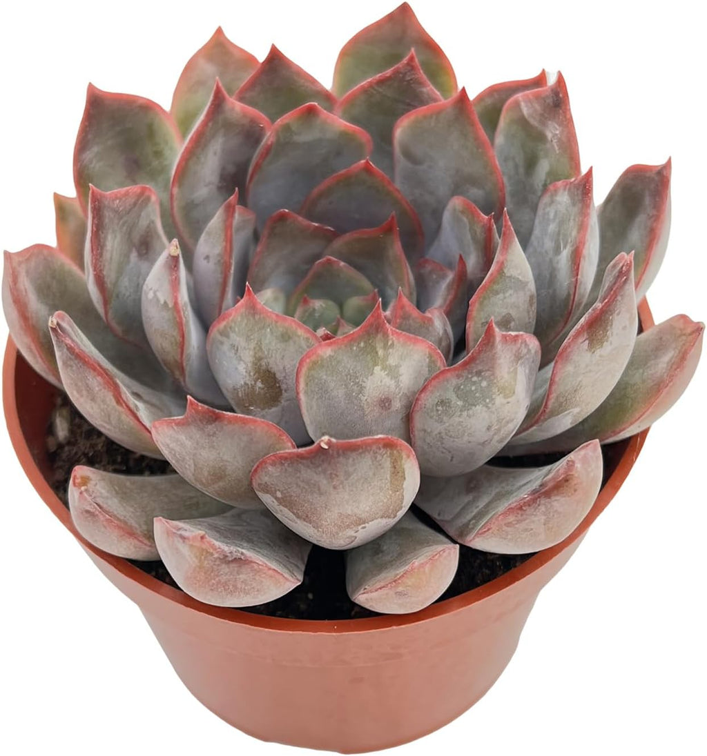 Live Succulent Plants Echeveria 'Dark Ice', Easy Care Potted Succulents in 4" Pots, Indoor Houseplant, Unique Gifts, Home Office Décor