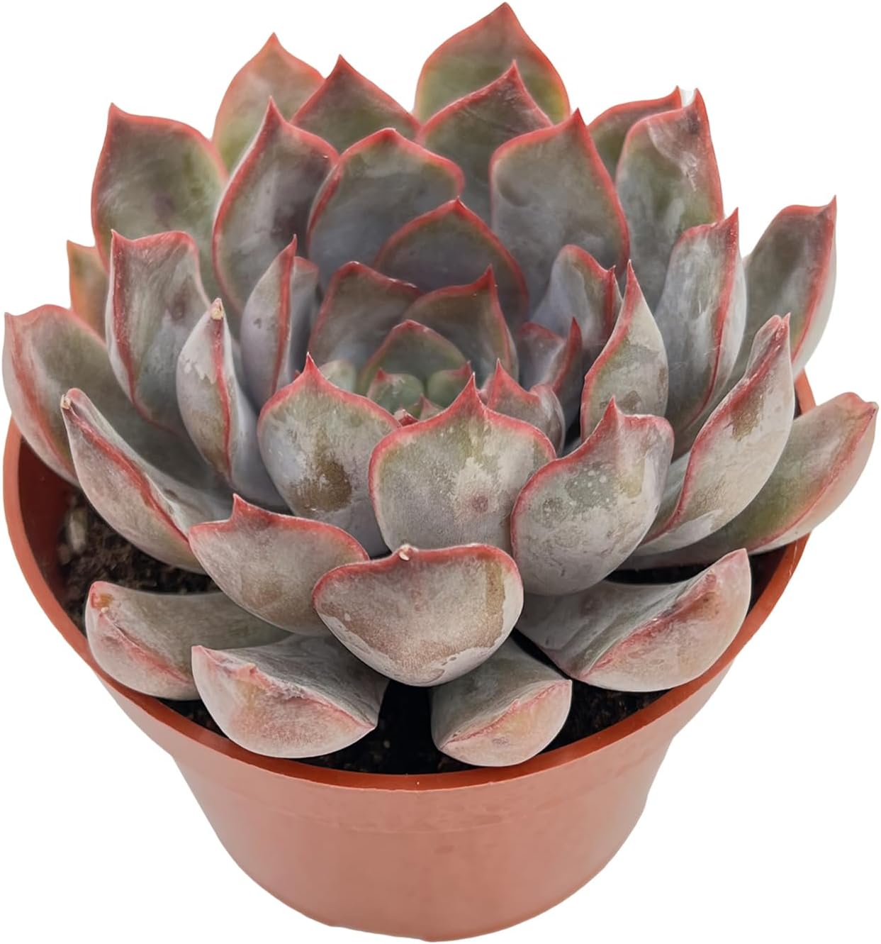 Live Succulent Plants Echeveria 'Dark Ice', Easy Care Potted Succulents in 4" Pots, Indoor Houseplant, Unique Gifts, Home Office Décor