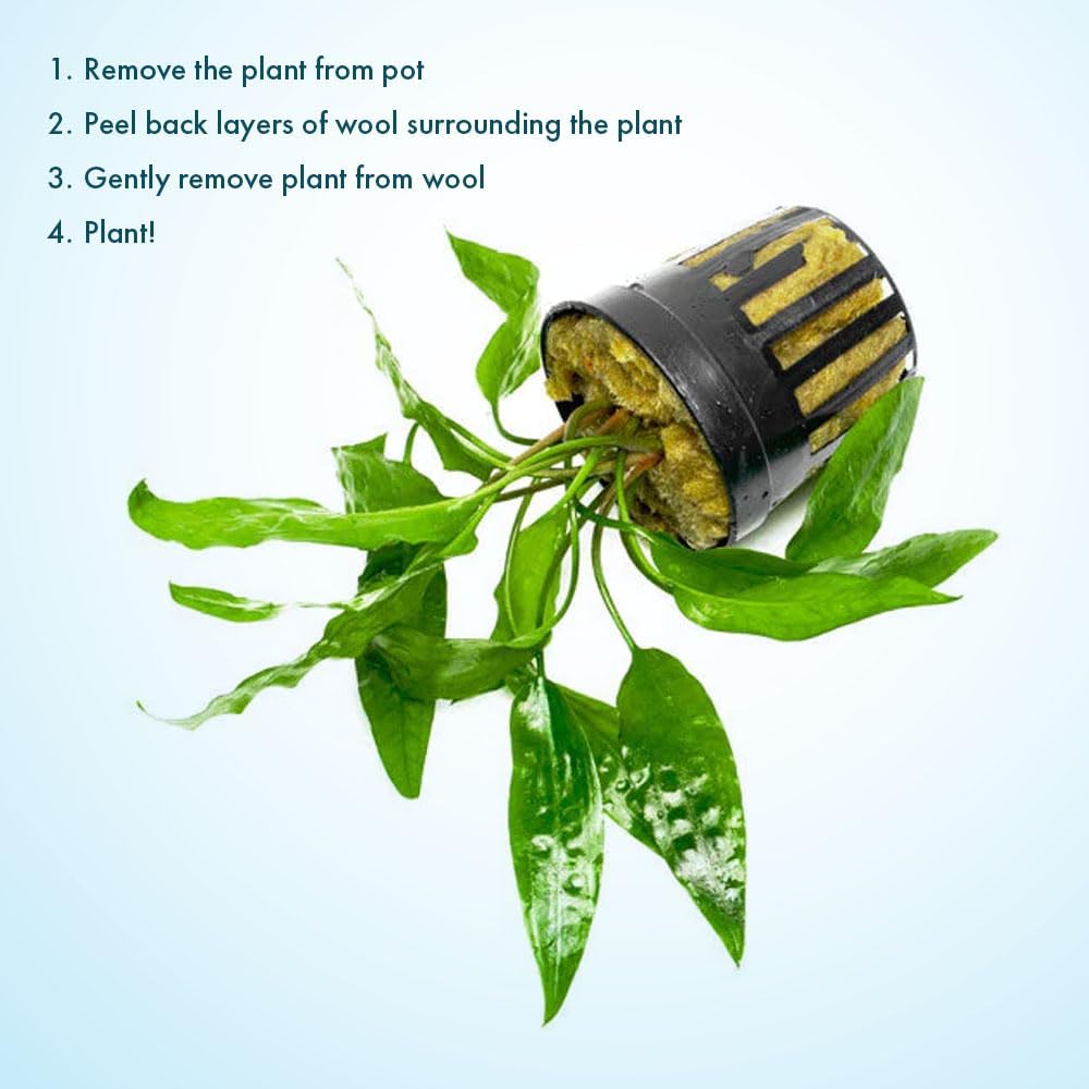 SubstrateSource Cryptocoryne Live Aquarium Plants - Freshwater Plant for Aquariums, Planted Fish Tanks - Beginner Friendly (Usteriana Green, 1 Pot (3-5 Plants))