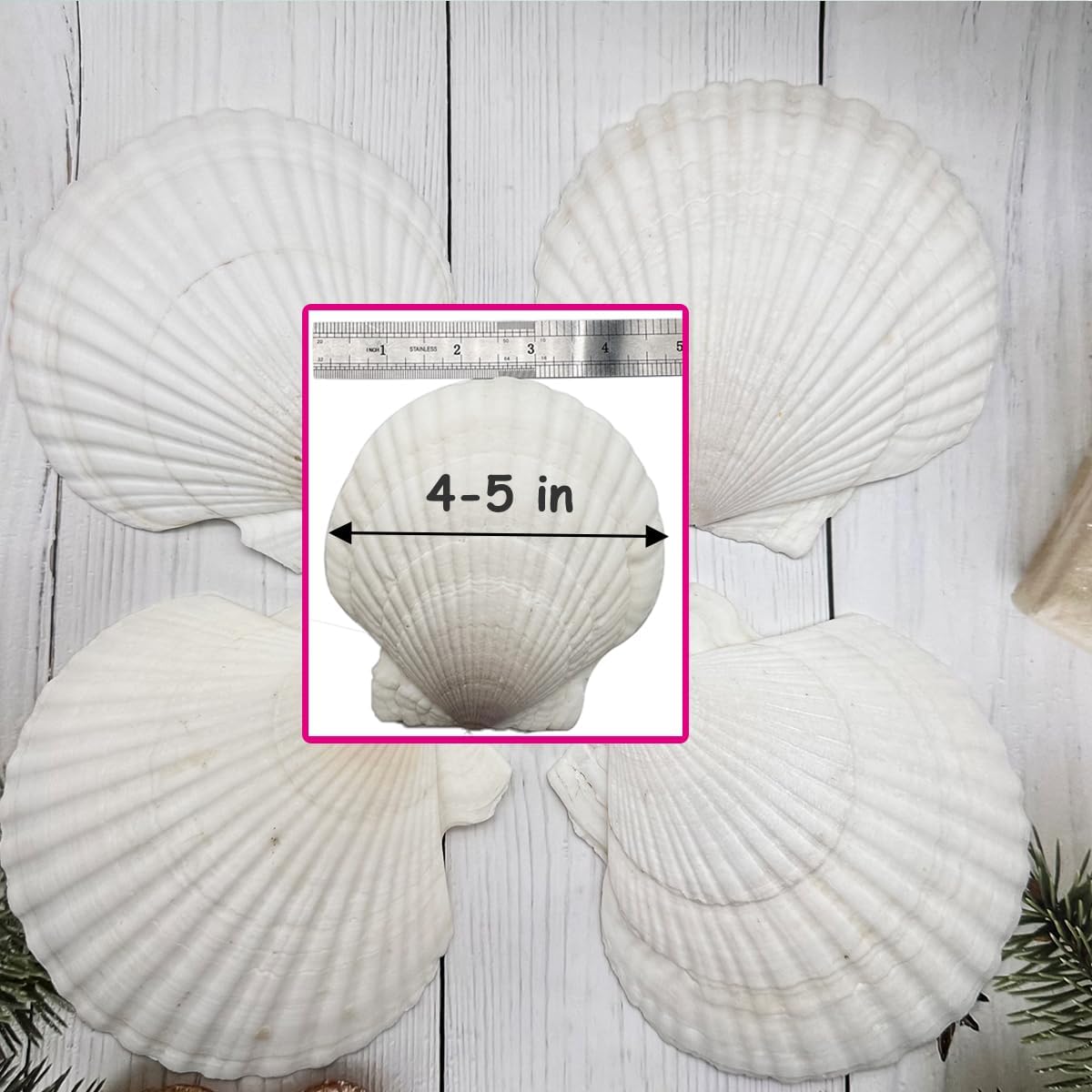 Dorothy 10 PCS Natural Sea Shells for Crafts 4-5 Inches White Bulk Scallop Shells for Decorating, DIY Crafts Decor, Wedding Decoration, Beach Theme Party, Home Decor（10-12cm）