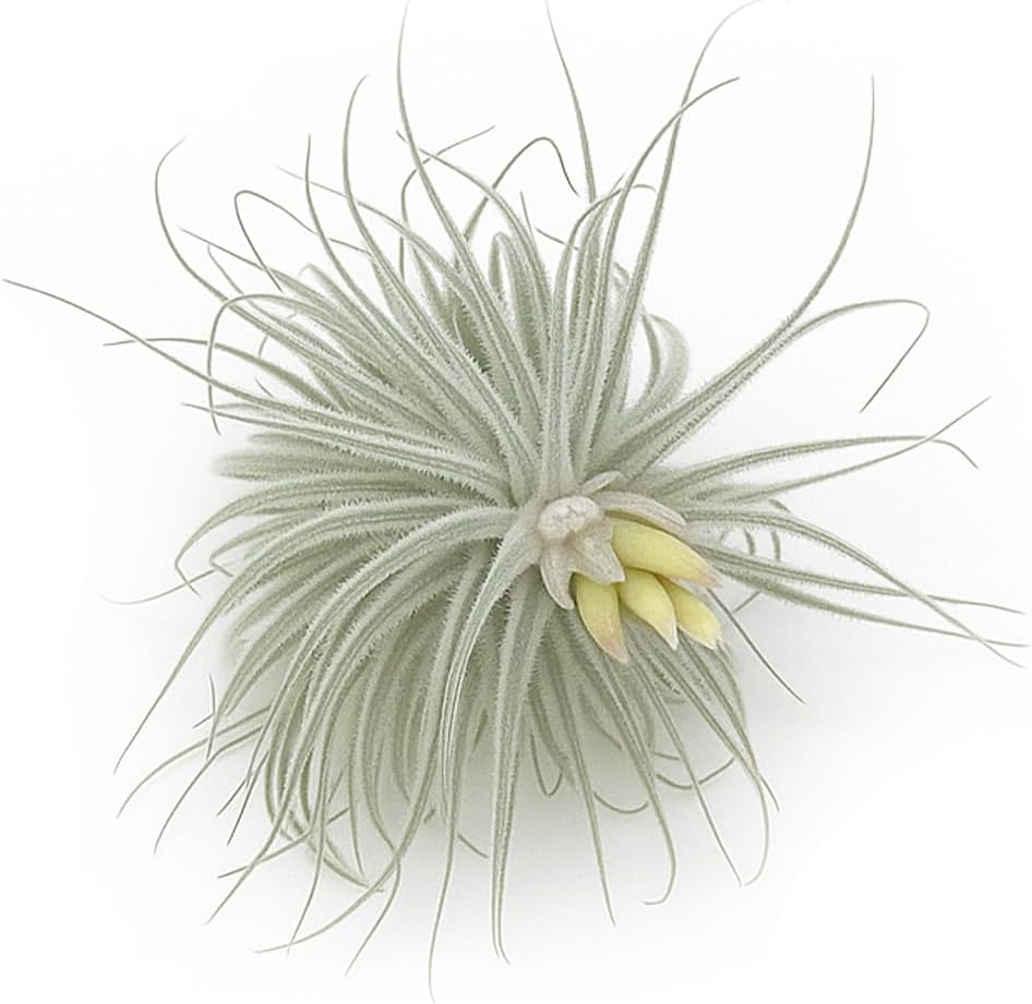 ragnaroc Live air Plant - Tillandsia Tectorum Air Plant 4-6" – 5ct – Unique Shape with Silvery Fuzz – Low Maintenance Houseplant – Perfect for Decor, Terrariums, Gifts - Live Arrival Guaranteed