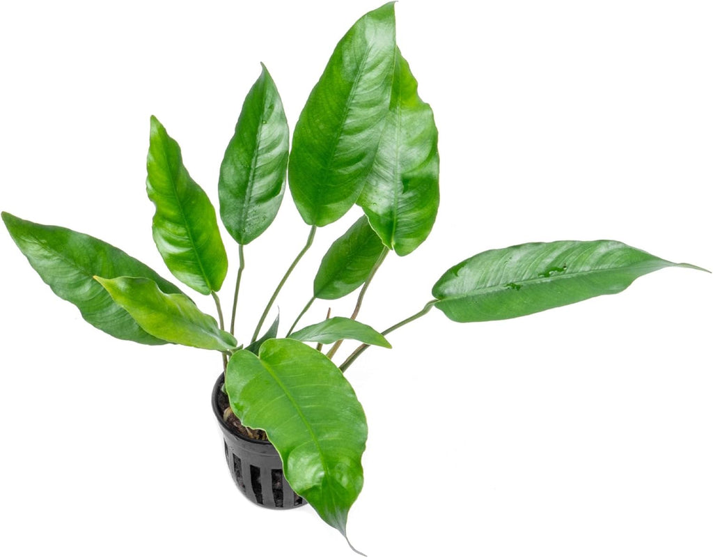 SubstrateSource Anubias Live Aquarium Plants - Potted Freshwater Plant for Fish Tanks, Terrariums - Beginner Friendly Low Light (Short and Sharp, Mother Plant)