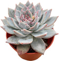 Live Succulent Plants (Echeveria 'Blue Bird'), Easy Care Houseplant for Home and Office Decor, Great Gift for Housewarming, Birthday, Thanksgiving