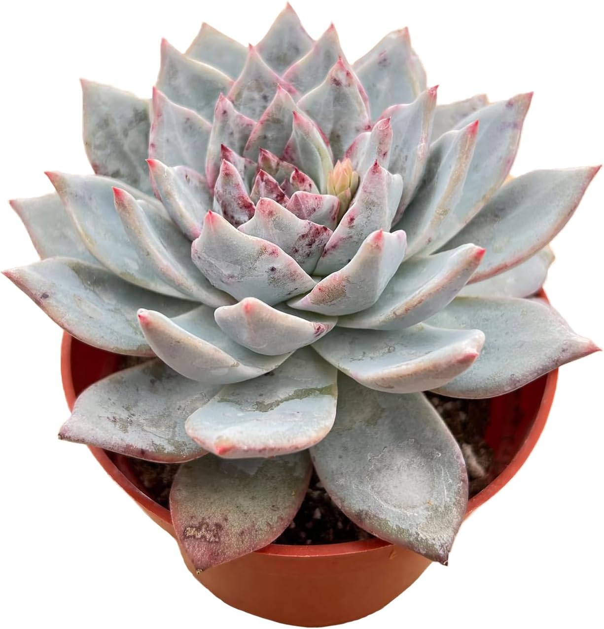 Live Succulent Plants (Echeveria 'Blue Bird'), Easy Care Houseplant for Home and Office Decor, Great Gift for Housewarming, Birthday, Thanksgiving