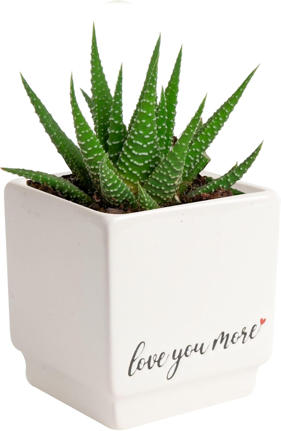 Costa Farms Haworthia Live Plant | Potted in Cute Succulent Pot | 6-Inches Tall | Unique Gift for Housewarming | Home and Living Room Decor