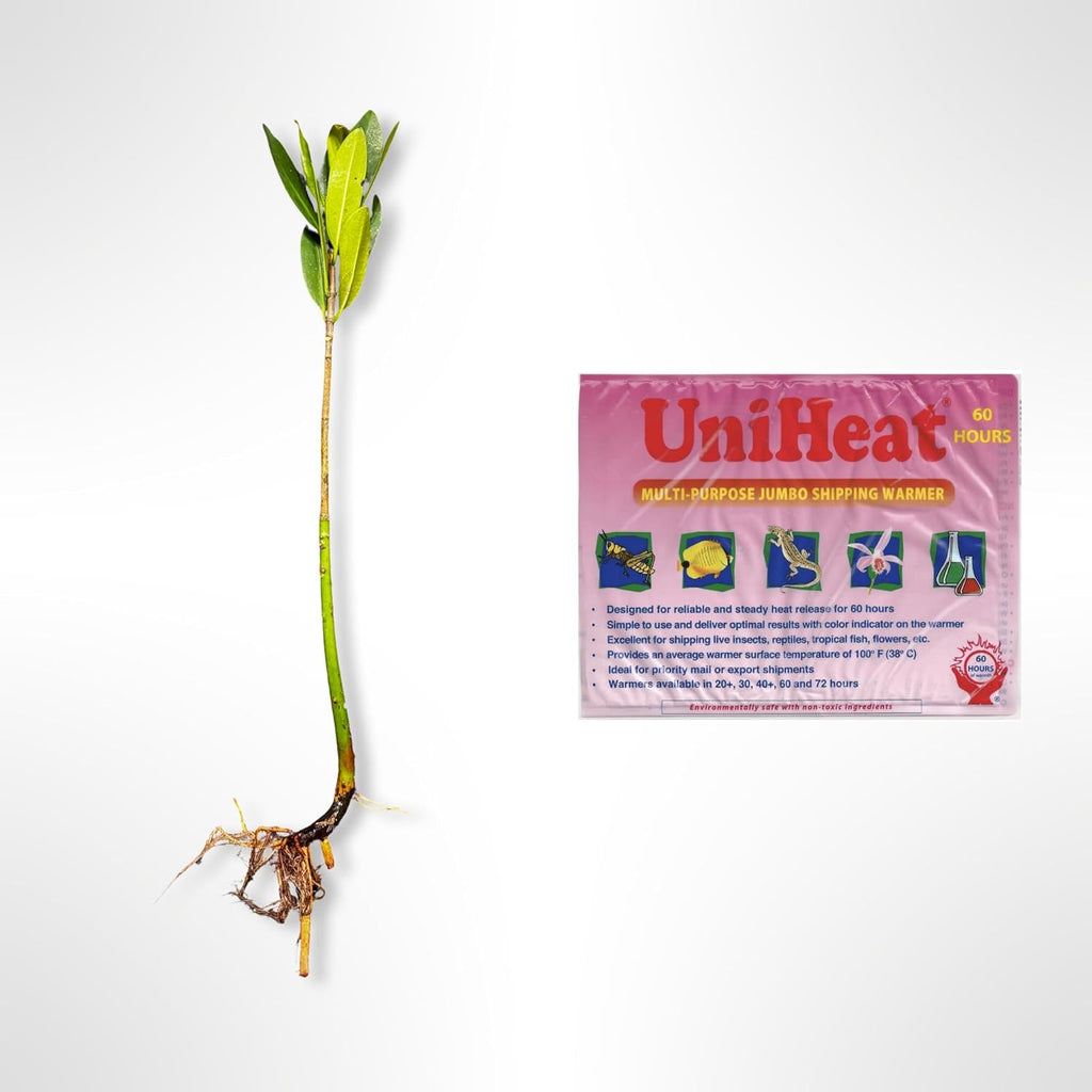Generic AquaGardens | Red Mangrove - Live Plant (Medium + Heat Pack for Cold Weather Shipping), Green