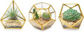 Mkono 4 Inches Mini Glass Geometric Terrarium Container Set of 3 Modern Tabletop Planter Shelves Decor Display Centerpiece for Succulent Miniature Fairy Garden Air Plant, Gold (Plant Not Included)