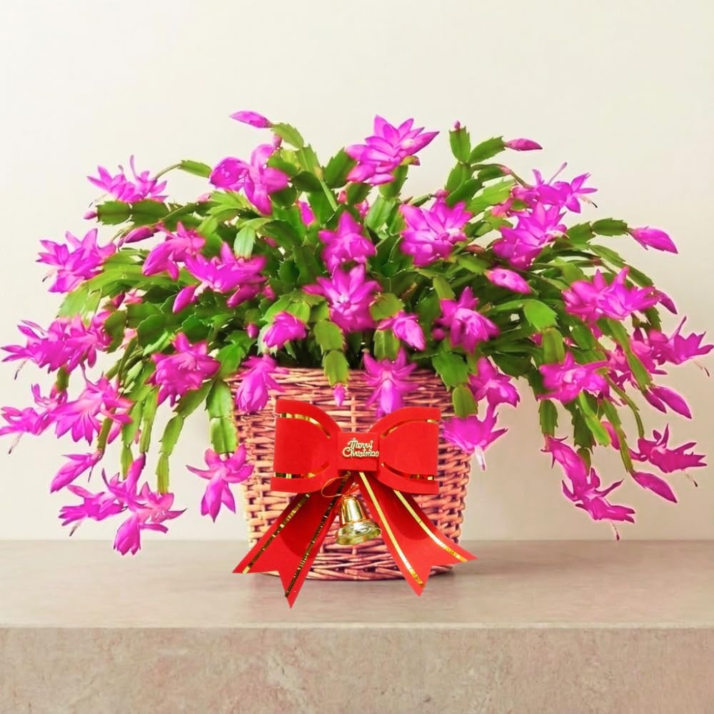 2 Pink Christmas Cactus Plants, Thanksgiving Cactus 3-6 Inch Tall, Winter Succulents Flowers Container Hanging Basket Indoor Outdoor Planting