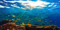 YongFoto Ocean Theme Fish Tank Background 72x16 inch Seaweed Coral Reef Rock Seafloor Tropical Fish Underwater Sea World Polyester Backdrop Reptile Habitat Terrarium Aquarium Background