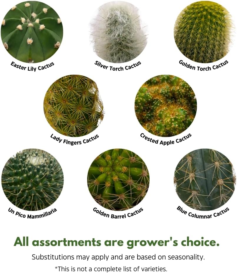 BubbleBlooms Cactus Assortment, 4 inch Set of 3, Best-Sellers Most Popular Cacti Variety