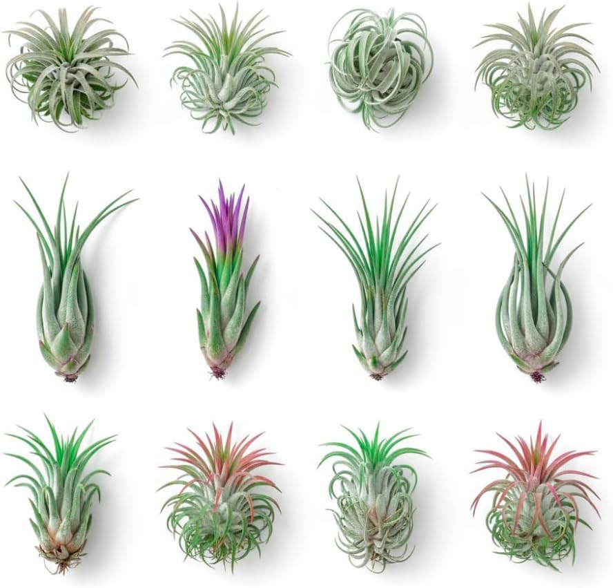 12 Tillandsia Air Plants, Live Succulents Indoor Plants, Assorted Airplants Variety for Decoration, Terrariums, and Office