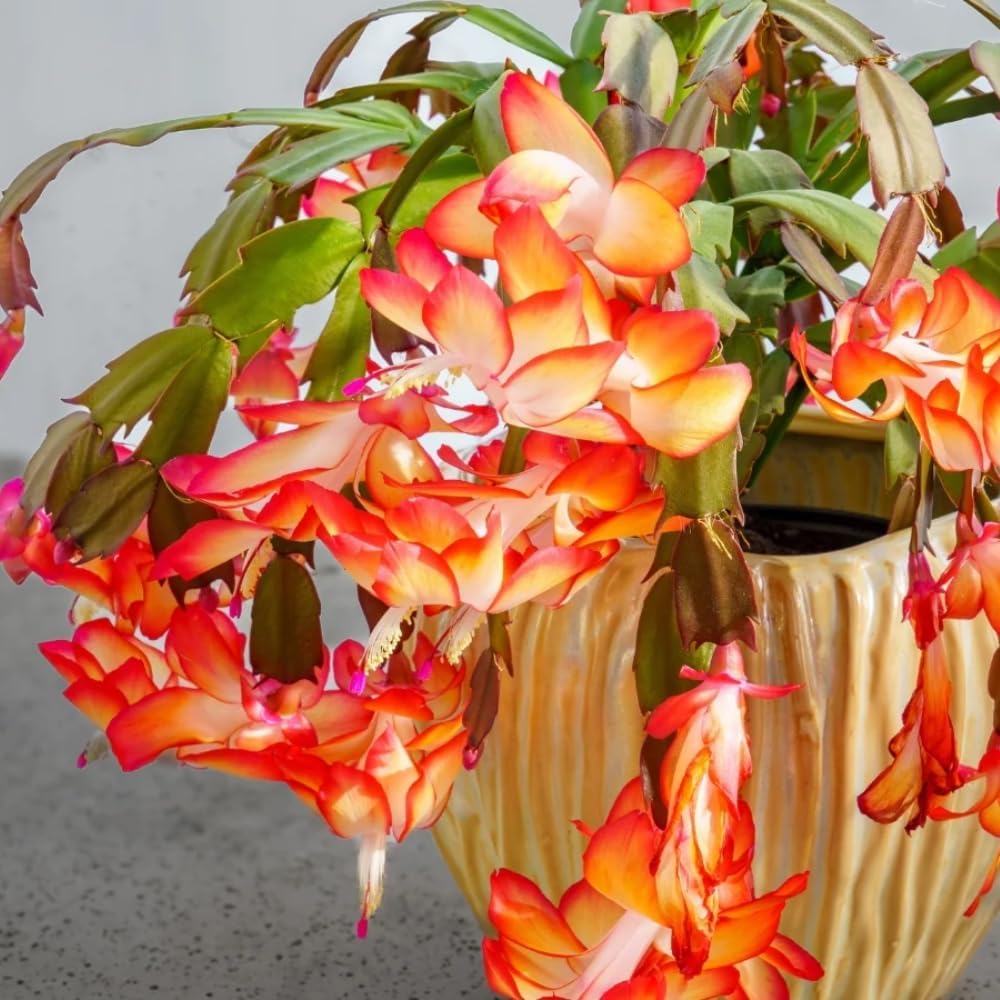 2 Orange Christmas Cactus Plants, Thanksgiving Cactus 3-6 Inch Tall, Winter Succulents Flowers Container Hanging Basket Indoor Outdoor Planting