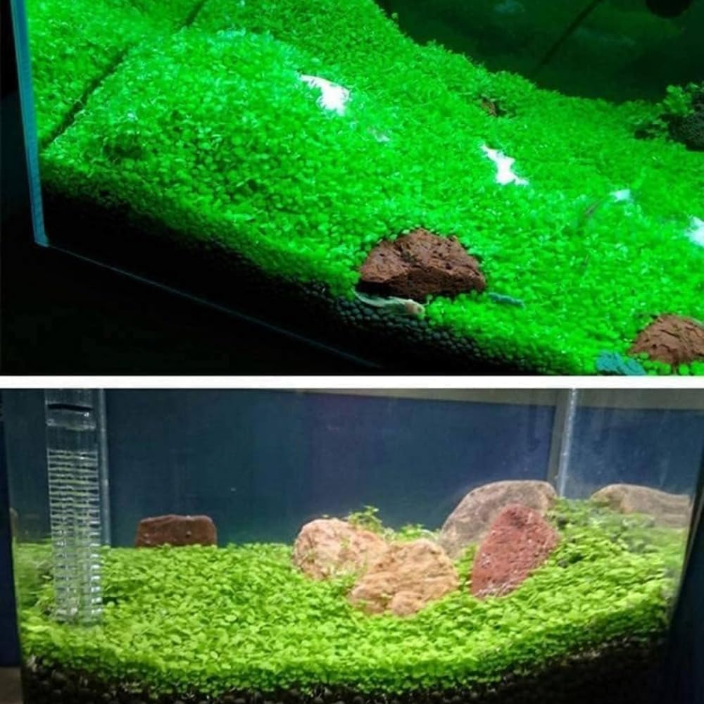 Freshwater Aquarium Decor, Easy Growing Dwarf Carpet for Fish Tank/Terrarium, Natural Aquatic Plant Growth Material – 1 Pack (Love Grass)