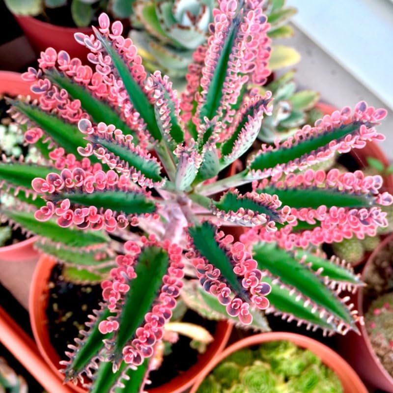 Pink Kalanchoe Plant Live for Planting, Kalanchoe Pink Butterfly Plant Live in 2.5 Inches Pot, Variegated Succulent Live Houseplant Mother of Thousands