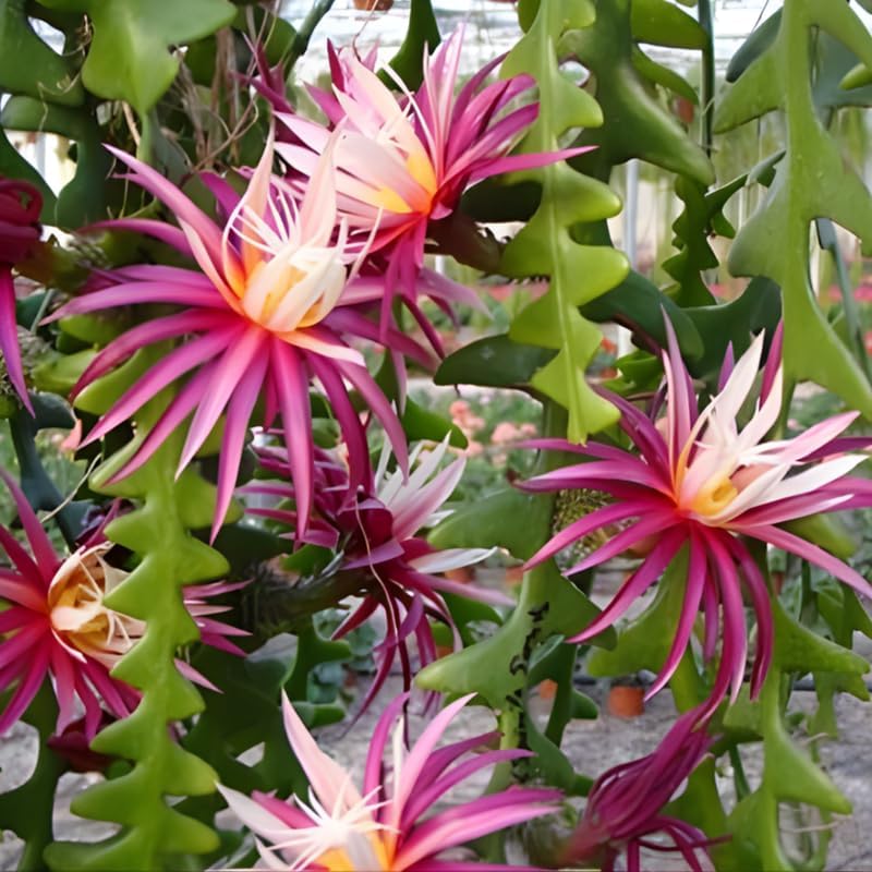 Fishbone Cactus Live Plant in 3" Pot | Eye-Catching RIC Rac Foliage | Beginner-Friendly Indoor Houseplant for Modern Home and Office Décor