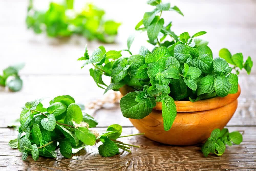 Gardenera Spearmint Plant Potting Soil - All-Natural Blend for Thriving Spearmint Plants - Boosts Root Health and Aroma - 10 Quart
