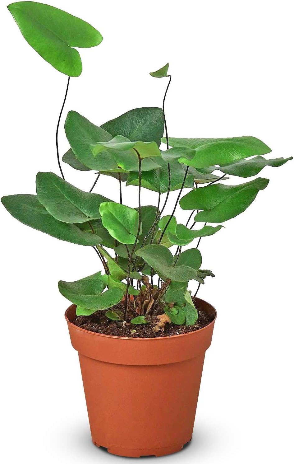 Heart Fern Live Plant for Indoor | Different Houseplants in 4'' & 6'' Pot | Real House Plant for Living Room, Office, Desk & Bathroom | Hemionitis Arifolia