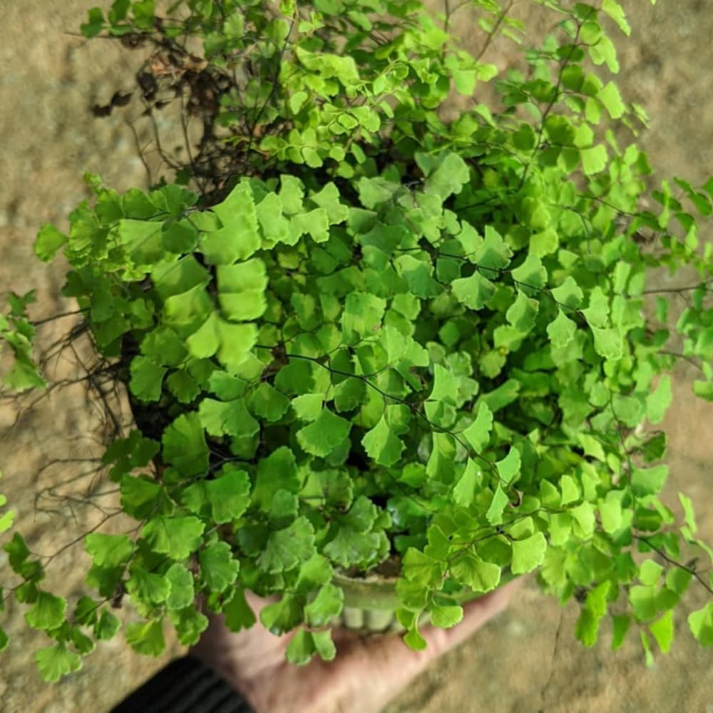 5 Maidenhair Ferns Rhizomes Outdoor Indoor, Live Ferns Roots for Outdoors, 3 to 5 Inc Tall