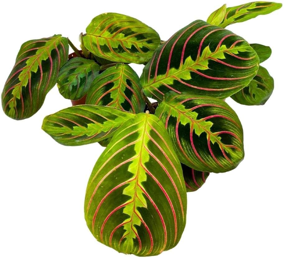 BubbleBlooms Maranta leuconeura Tricolor, 2 inch Set of 3, Prayer Plant Tiny Mini Pixie