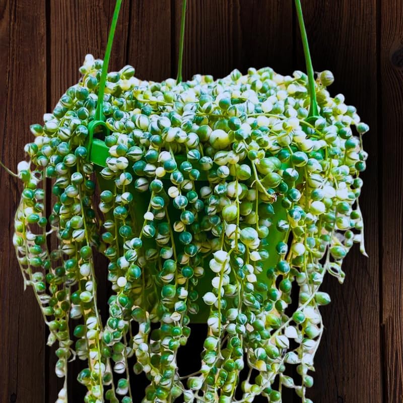 Variegated String of Pearls Live Plant, in Pot, Trailing Succulent Plant, Hanging Vine Live Indoor Houseplant
