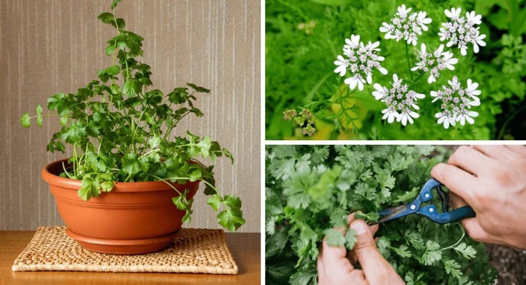 Gardenera Cilantro Plant Potting Soil - All-Natural Blend for Thriving Cilantro Plants - Boosts Root Health and Aroma - 10 Quart