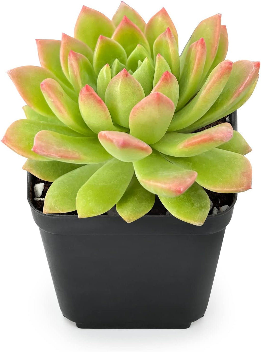 Sprout N Green Live Sedeveria Markus, 1 Pack Rare Mini Succulent Plant Fully Rooted in 2" Pot, Real House Plant for Indoor Outdoor Home Office Wedding Decoration DIY Projects Party Favor