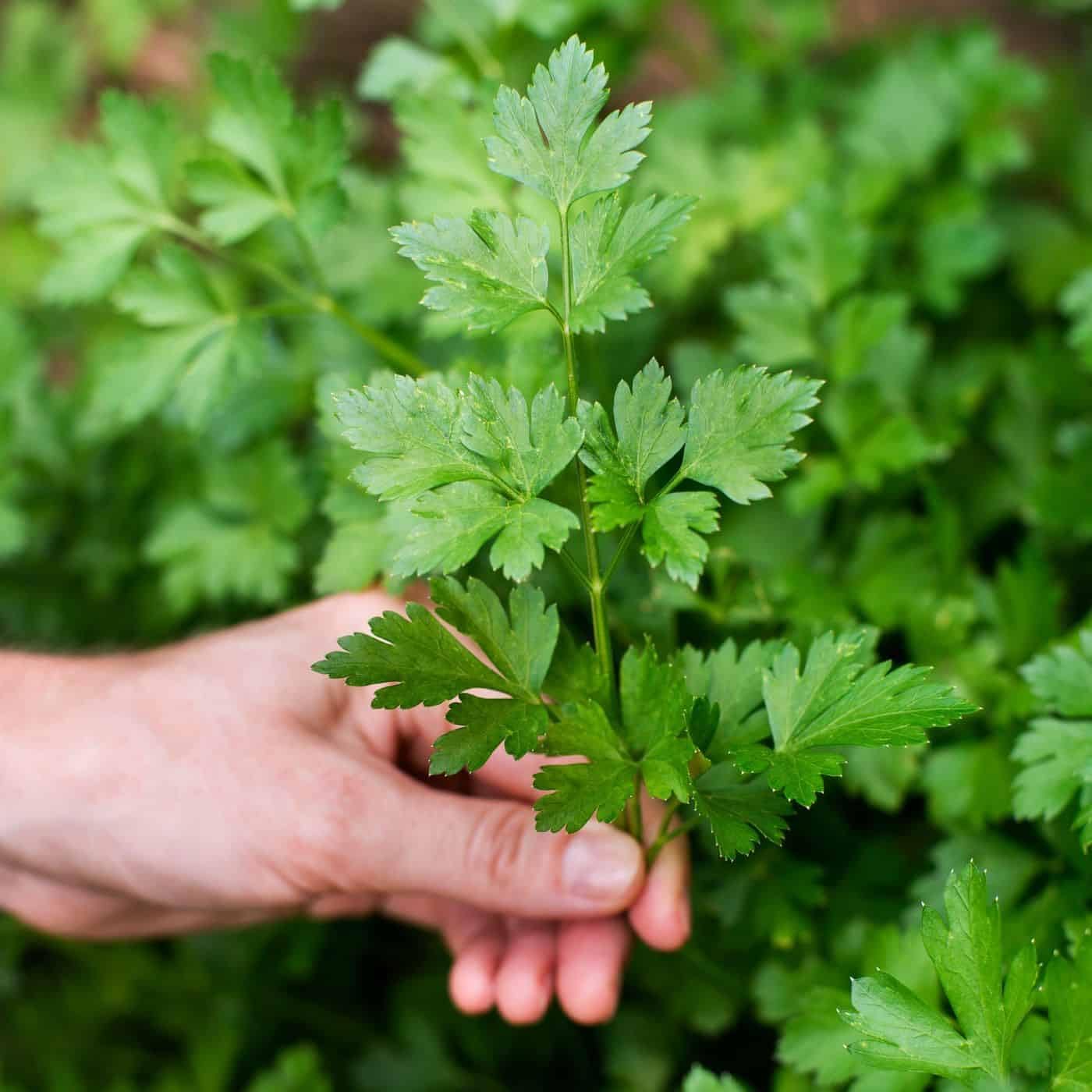 Gardenera Premium Parsley Plant Potting Mix - Crafted for Vibrant Parsley Growth and Fresh Culinary Flavor - 1 Quart