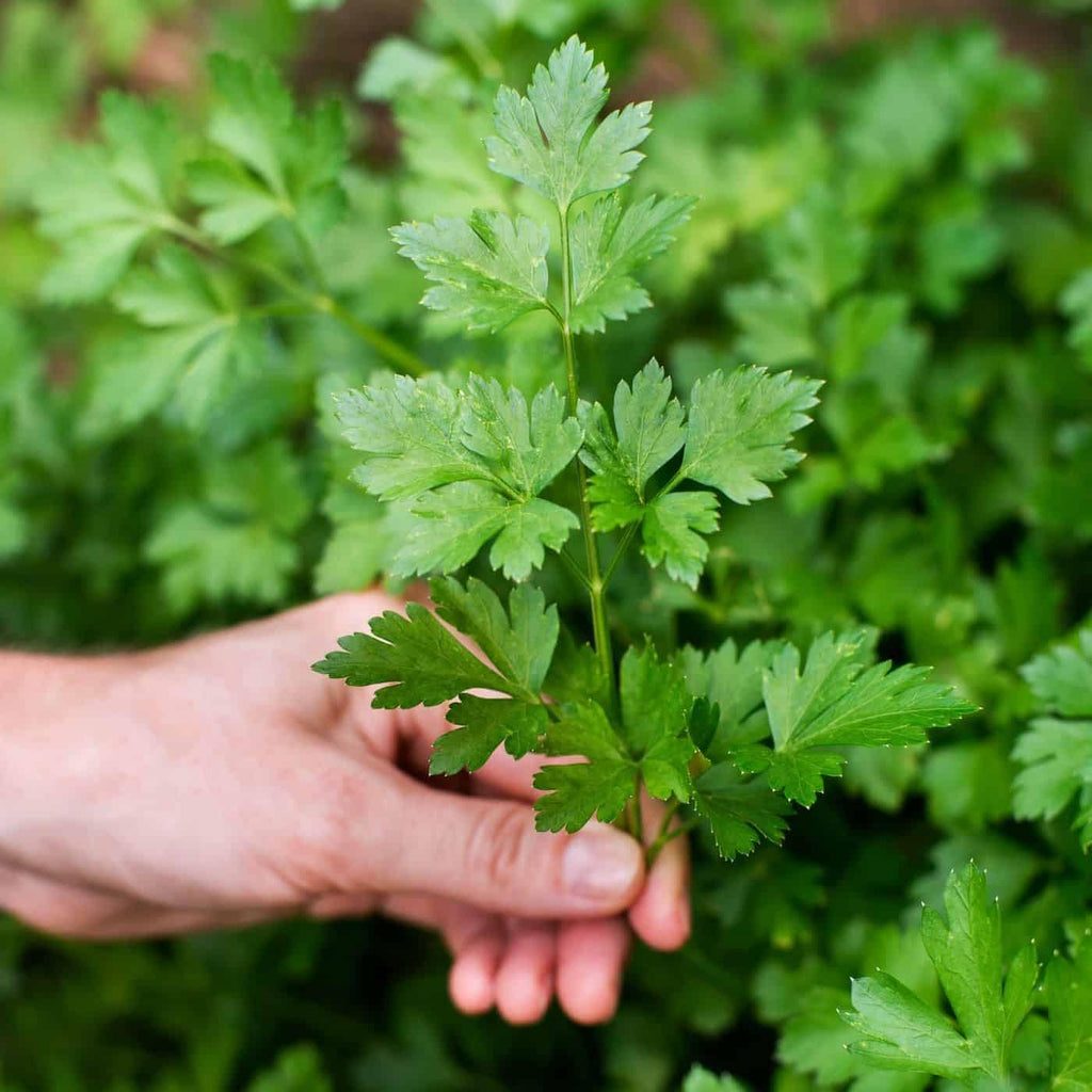 GARDENERA Parsley Plant Potting Soil - Enhance Flavor and Health with Professional Grade Nutrient-Rich Mix - 3 Quart