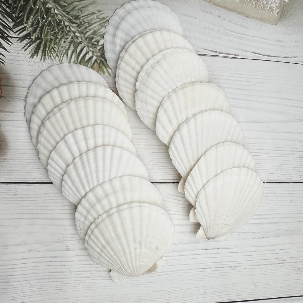 Dorothy 30 PCS Natural Sea Shells for Crafts 2-3 Inches White Bulk Scallop Shells for Decorating, DIY Crafts Decor, Wedding Decoration, Beach Theme Party, Home Decor（5-8cm）