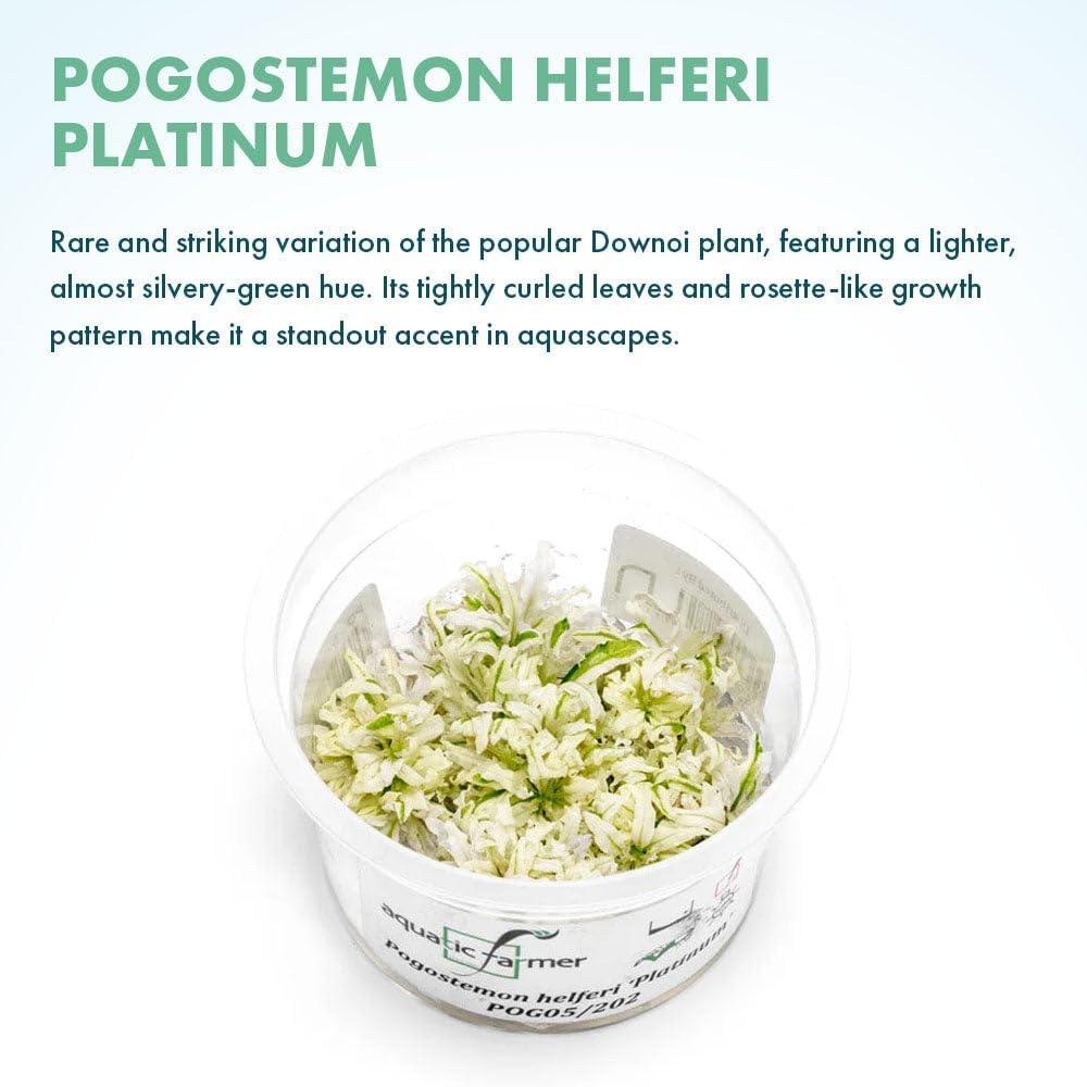 SubstrateSource Live Plant - Downoi 'Platinum' (Pogostemon helferi) - Foreground Rosette, Snail-Free in Vitro Aquarium Plant - Tissue Culture