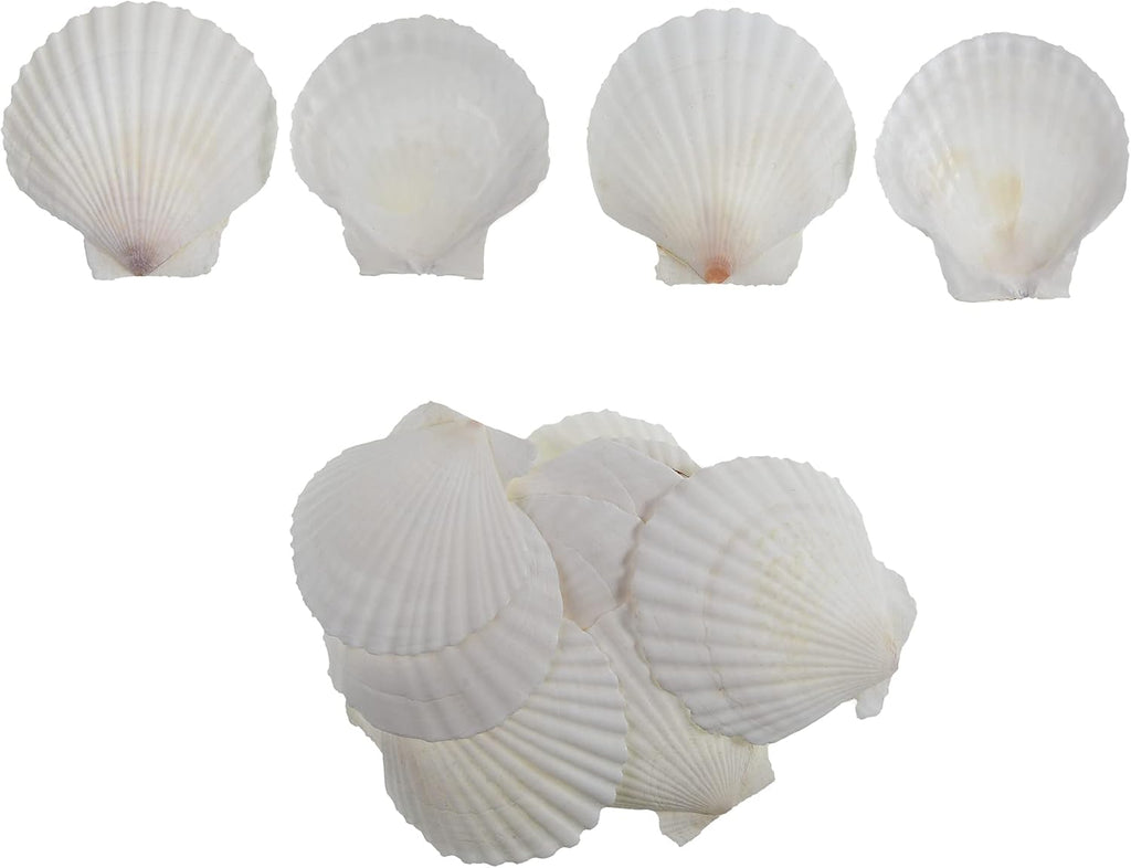 15 Pcs Sea Shells (3.1-3.5inch) White Large Scallop Shells for Baking Cooking, Big Natural Clam Seashells for DIY Crafts Seashell Beach Decorating for Home Decor