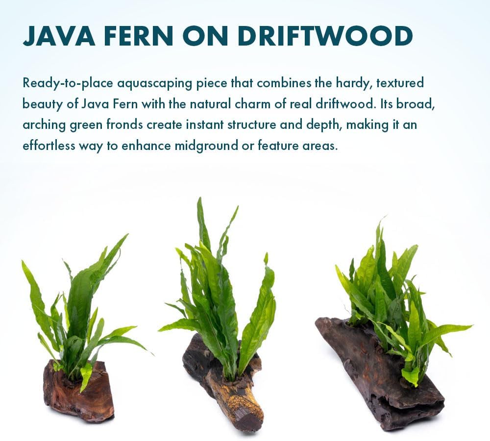 SubstrateSource Live Aquarium Plants on Driftwood, Lava Rock, Moss Mat - Freshwater Fish Tank Plants (Java Fern, Driftwood (Small))