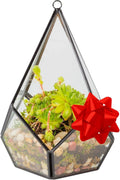 D'Eco Glass Teardrop Centerpiece (5.7x5.7x7) - Tabletop or Hanging Planter Terrarium for Home Decor - Fill w/Succulents, Holiday Decorations, Mini Trees & Ornaments - Xmas Gift for Plant Lovers