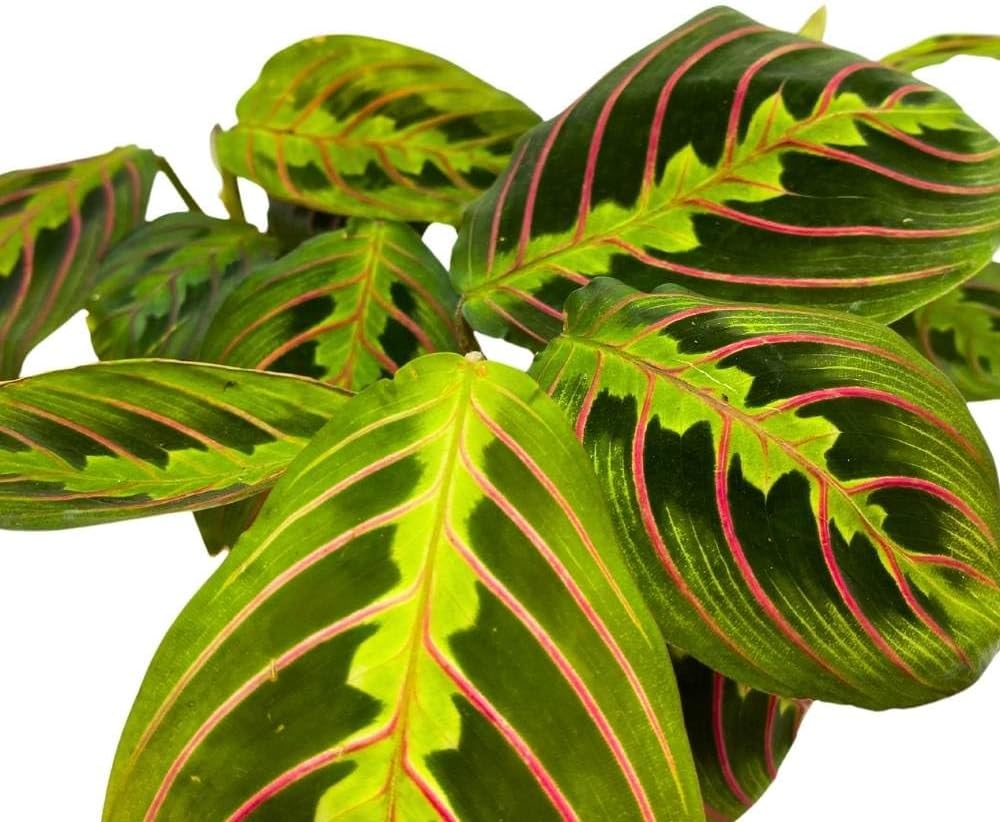 BubbleBlooms Maranta leuconeura Tricolor, 2 inch Set of 3, Prayer Plant Tiny Mini Pixie