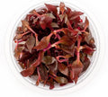 SubstrateSource Live Plant - Alternanthera Reineckii Rosaefolia Live Aquarium Plant Tissue Culture Aquatic Stem - 100% Snail Free in Vitro Cup (AR Rosaefolia)
