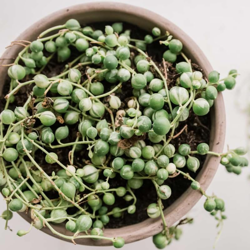 String of Pearls Plant Live for Planting, String of Pearls Pot, Live String of Pearls Plant, Fully Rooted, Hanging Succulent Houseplant, Frosted String of Pearls 2.5" Pot