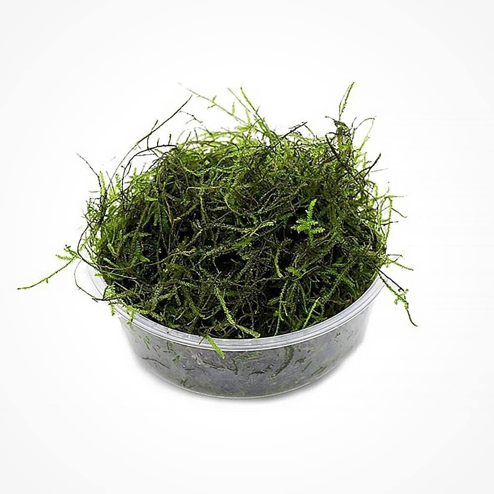 SubstrateSource Java Moss Live Aquarium Plant - Freshwater Fish Tank Decorations for Natural Decor (Large Cup)