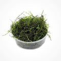 SubstrateSource Java Moss Live Aquarium Plant - Freshwater Fish Tank Decorations for Natural Decor (Large Cup)