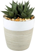 Costa Farms Live Succulent, Easy to Grow Haworthia Plant in Planter Pot, Succulent Houseplant in Potting Soil, Indoors Garden Gift, Cacti Room Décor and Home Décor, 4-Inches Tall