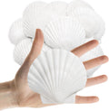 25PCS Sea Shells Scallop Shells Natural White Sea Shells for DIY Craft Crafting,Painting,Baking,Home Decor and Beaching Wedding Decoration (6-8CM) Seashells Bulk