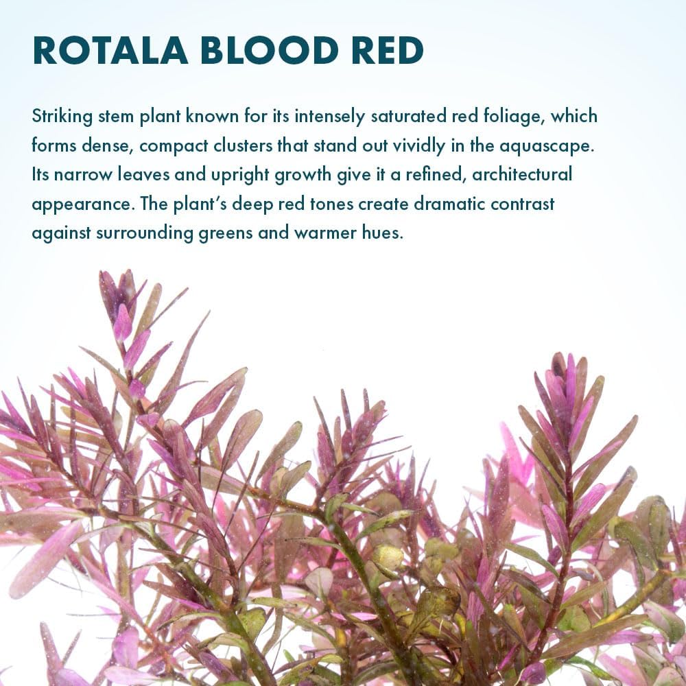 SubstrateSource Live Aquarium Red Stem Plants - Freshwater Aquatic Plant for Fish Tanks, Aquascaping - (Rotala Blood, 1 Bunch)