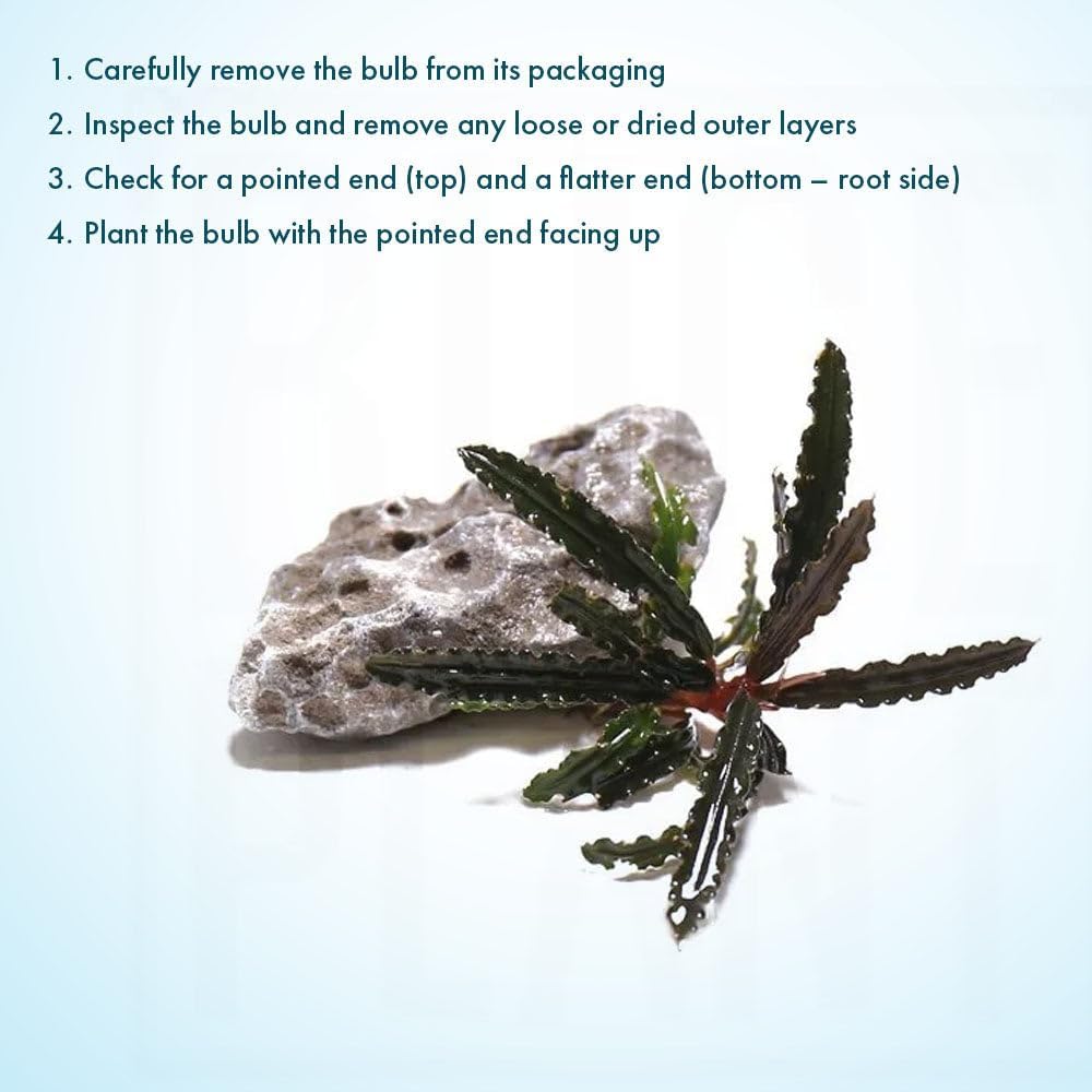 SubstrateSource Live Plants – Bucephalandra Belindae (Bucephalandra belindae) – Low to Medium Light, Dark Iridescent Green Color, Foreground to Midground Placement, Rhizome Growth - Loose, 1 Pack