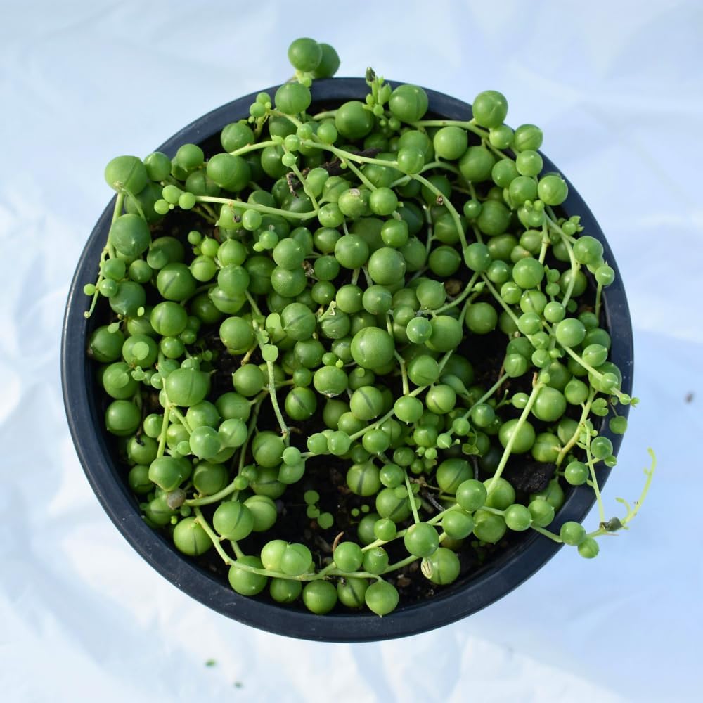 String of Pearls Plant Live, String of Pearls Succulent Plant, Trailing Succulent Houseplant for Hanging Basket, 2 Inches Pot