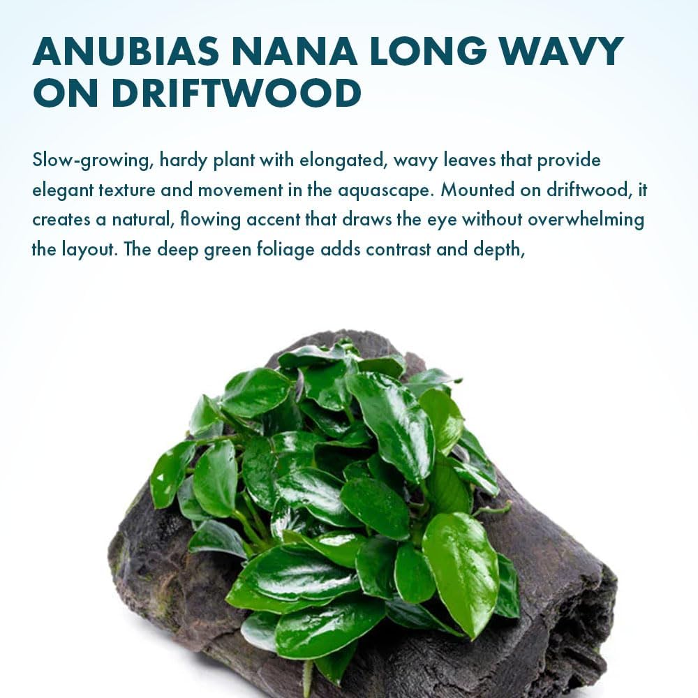SubstrateSource Live Planted Decor - Anubias Nana Long Wavy on Driftwood - Low to Moderate Light - Deep Green Leaves Aquatic Plant, Foreground to Midground Tank Placement for Aquascaping - 1 Pack