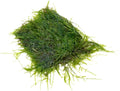 SubstrateSource Live Aquarium Plants on Driftwood, Lava Rock, Moss, Fiber Mat - Freshwater Fish Tanks - Easy, Beginner Friendly (Java Moss on Stainless Steel, (1 Pack))