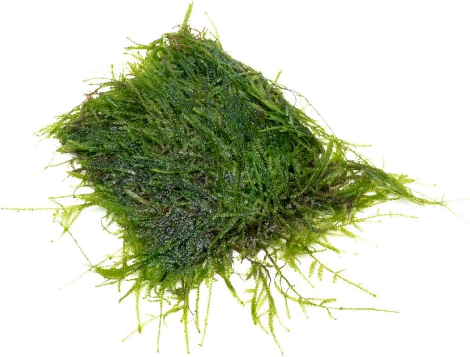 SubstrateSource Live Aquarium Plants on Driftwood, Lava Rock, Moss, Fiber Mat - Freshwater Fish Tanks - Easy, Beginner Friendly (Java Moss on Stainless Steel, (1 Pack))