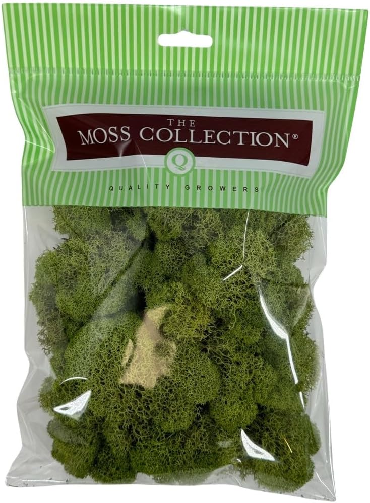 Preserved Reindeer Moss - Moss for Crafts, Home Decor, Art, Design & DIY Projects - Non-Toxic - USA Made (Spring Green, Small)