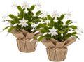 Set 2 Christmas Cactus Plants Live, Hanging Baskets Houseplants, Holiday Cactus Indoor Plants Live Well-Rooted 4-9" Tall, No Pot (White)