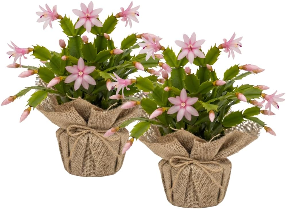 Set 2 Christmas Cactus Plants Live, Hanging Baskets Houseplants, Holiday Cactus Indoor Plants Live Well-Rooted 4-9" Tall, No Pot (Pink)